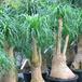 Beaucarnea recurvata