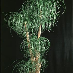 Beaucarnea recurvata