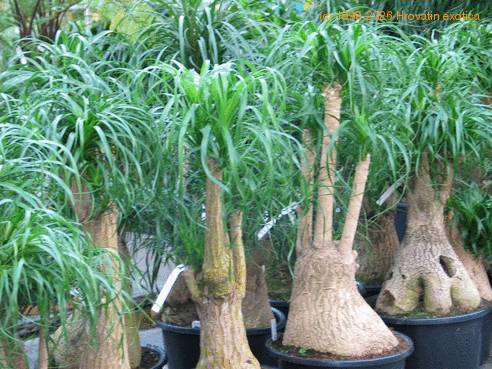 Beaucarnea recurvata