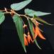 Begonia bonfire SIb