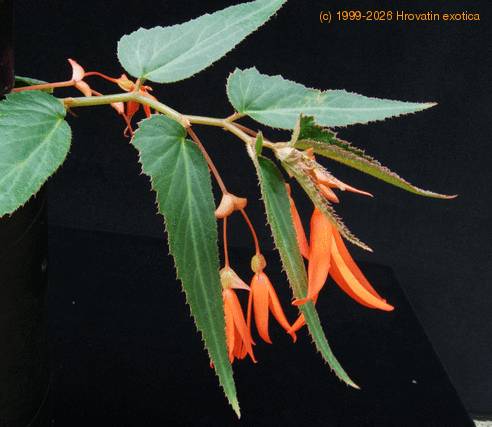 Begonia bonfire SIb
