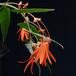Begonia bonfire SIf