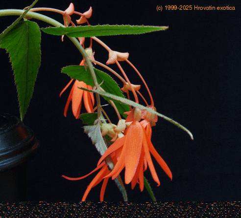 Begonia bonfire SIf