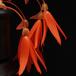 Begonia bonfire SIf1
