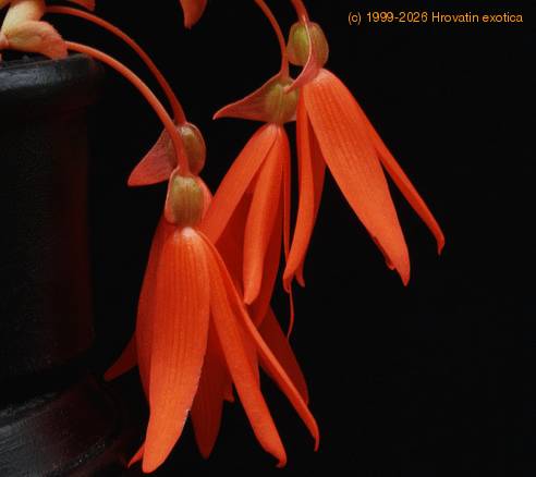 Begonia bonfire SIf1