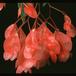 Begonia coccinea 2009