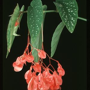 Begonia coccinea