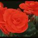 Begonia elatior - hybrid 2022