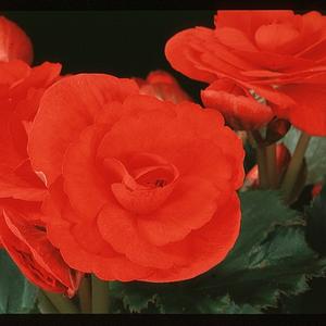 Begonia elatior - hybrid