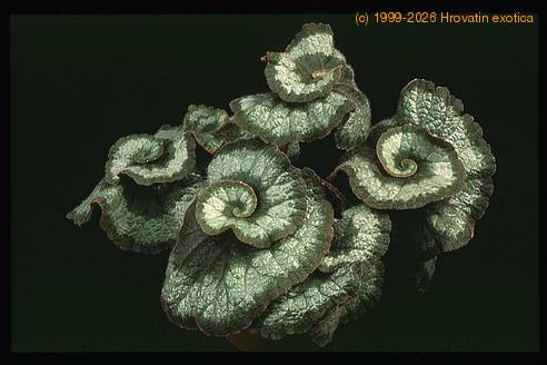 Begonia rex -Escargot- 1927