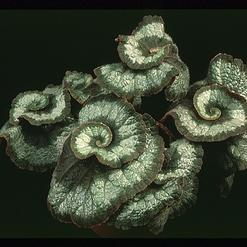 Begonia rex "Escargot"
