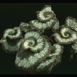 Begonia rex "Escargot"