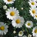 Bellis perenisf