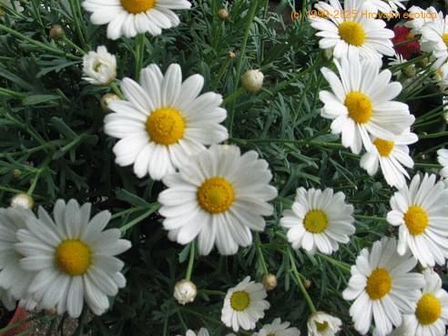 Bellis perenisf