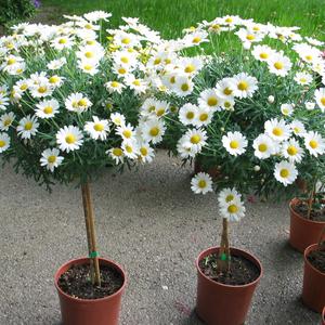 Bellis perennis