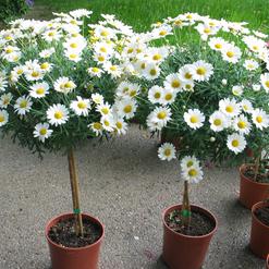 Bellis perennis