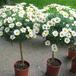 Bellis perennis