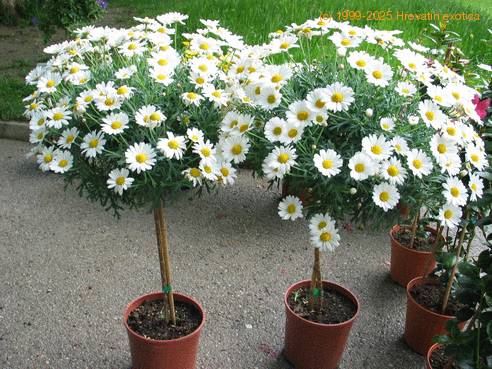 Bellis perennis