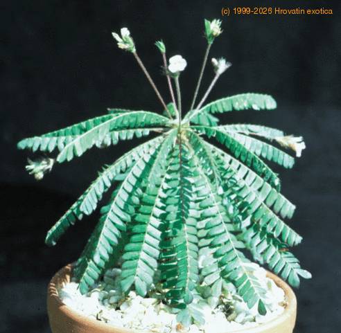 Biophytum sensitivum 1030