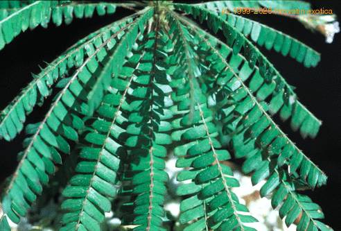 Biophytum sensitivum 1031