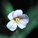 Biophytum sensitivum 1032