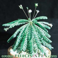 Biophytum sensitivum