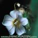 Biophytum sensitivum flower 1041