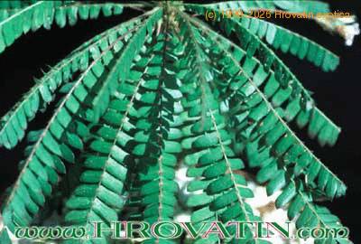 Biophytum sensitivum leaf 1031