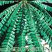 Biophytum sensitivum leaf 1031