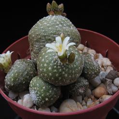 Blossfeldia liliputana