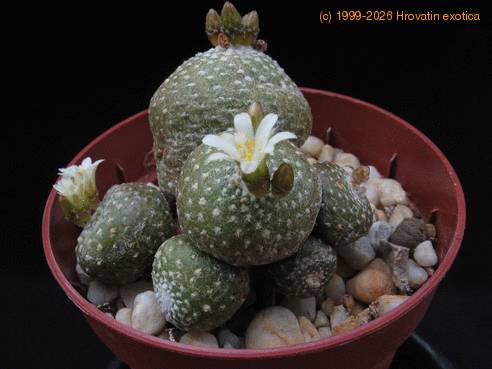 Blossfeldia sp. Rio Chico