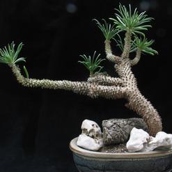 Bonsaji sukulentni