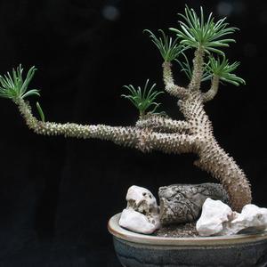 Bonsaji sukulentni