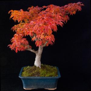Bonsaji zunanji