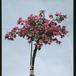 Bougainvillea 1963