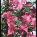 Bougainvillea glabra 1964