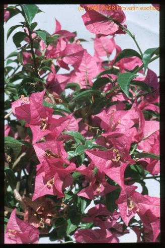 Bougainvillea glabra 1964