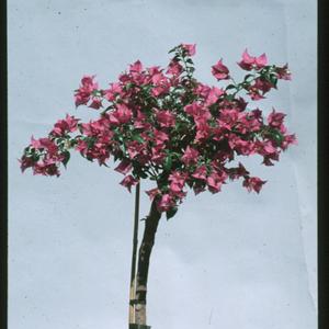 Bougainvillea glabra