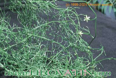 Bowiea volubilis 1610