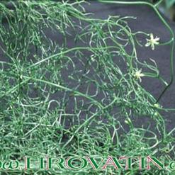 Bowiea volubilis