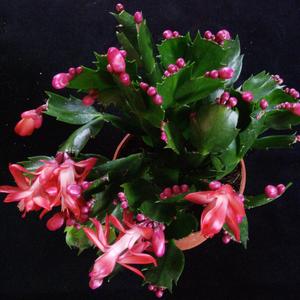 Božični kaktus - Schlumbergera truncata - Zygocactus truncatus