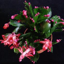 Božični kaktus - Schlumbergera truncata - Zygocactus truncatus