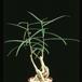 Brachychiton rupestris 1633