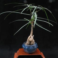 Brachychiton rupestris