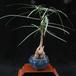 Brachychiton rupestris