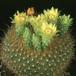 Brasilicactus graessneri 442