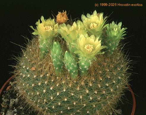 Brasilicactus graessneri 442