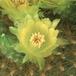 Brasilicactus graessneri 443