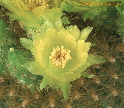 Brasilicactus graessneri 443