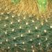Brasilicactus graessneri 444